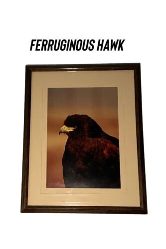 Ferruginous Hawk Framed Photo
