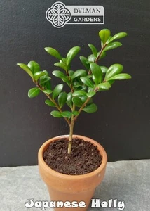 Japanese Holly - Ilex crenata 8 to 10 inches - Box-leaved Holly - Hedgerow Plant - Picture 1 of 12