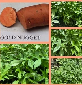 25 Sweet Potato Slips Plants Rooted Ready to Plant Golden Nugget Ships Priority - Picture 1 of 8