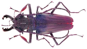 Insect - PRIONINAE Psalidognathus superbus - C. Peru - Male 60mm+ ....!! - Picture 1 of 2