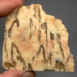 64 mm POLISHED SLAB OF GRAPHIC GRANITE, SPECIMEN OR LAPIDARY ROUGH - Picture 1 of 3