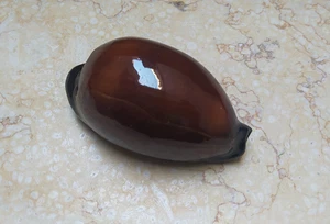 F cypraea exusta dark very rare red sea shell natural glossy F++++ F+++ 77.7mm - Picture 1 of 13