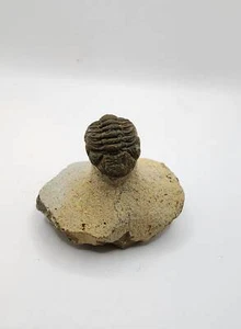 Trilobite autentico Phacops - Foto 1 di 3
