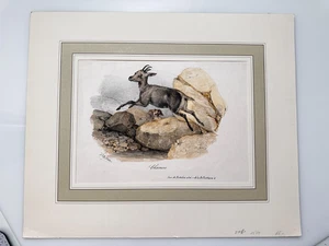 Orig. Placa litográfica antílope cabra gamuza siglo XIX - Imagen 1 de 6