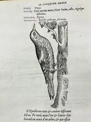 Peak Green And Peak Épeiche IN 1557 Ornithology Rare Engraving Bird Belon - Image 1 of 4