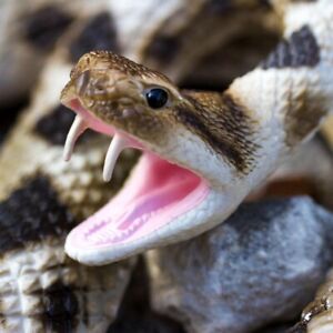 Eastern Diamondback Rattlesnake Incredible Creatures Figure Safari Ltd Snake Toy
