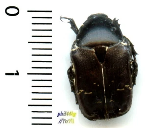 (rare) Cetoniidae - CETONIA AURATA PISANA, var. NIGRA - insecte 1584T - Bild 1 von 1