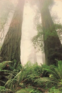 Postcard / unposted - CALIFORNIA REDWOOD TREES - FOG - PEACEFUL PHOTO - Picture 1 of 2