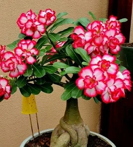 20 Semillas De Rosa Del Desierto Adenium - Picture 1 of 1
