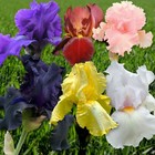 IRIS GERMANICA BEARDED IRIS 2 MIXED VARIETIES SUMMER PLANT POTTED 2 LITRE