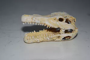Aquarium Decoration 2 x Small Crocodile Skull 7.5 x 4 x 3.5 cm FishTank Reptile - Picture 1 of 9