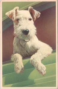 Vintage Postcard White Fox Terrier Dog - Picture 1 of 2