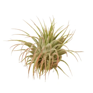Tillandsia Air Plant Ionantha Guatemala - Picture 1 of 1