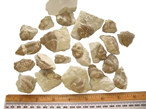 Devonian trilobite fossil Huntonia Huntoniatonia LOT of 20 partial specimens #3 - Picture 1 of 19