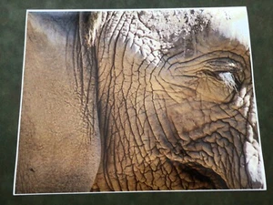 Original Foto Elefant vom kalifornischen Fotografen Mark Hampshire - Bild 1 von 2