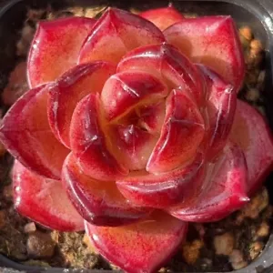 Echeveria Biwingbird / Echeveria red champagne ‘ black ninja’ 4cm succulent - Picture 1 of 6