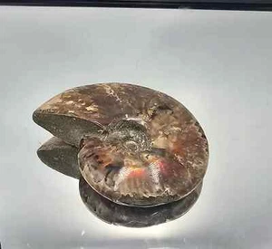 Large Red Ammonite Fossil Crystal (DP) - Picture 1 of 6
