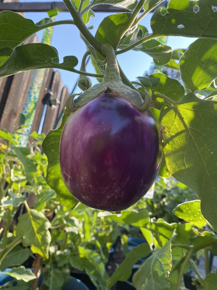 40+ Semillas de Berenjena Rosa Blanca Reliquia Italiana Envío Gratis en Reg. sobre Foto 1 de 1