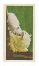 National Pets 1961. #02 Cockatoo & Kitten