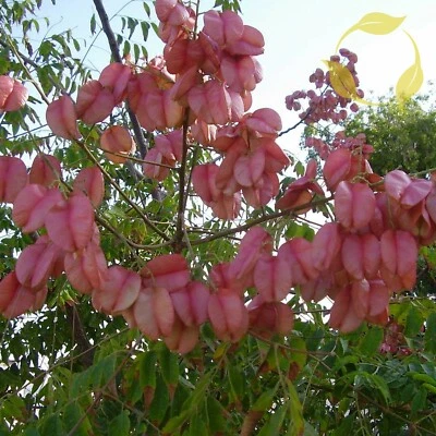 CHINESE FLAMETREE Koelreuteria Bipinnata - 5+ SEEDS - Image 1 of 4