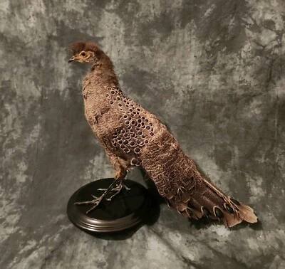 Pavo Real Gris Faisán Taxidermia Montaje Pájaro Gamebird Plumas Exótico Foto 1 de 3