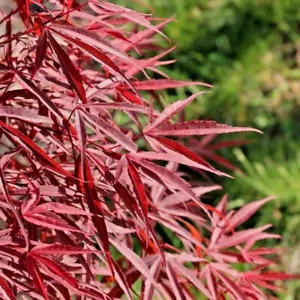 15 SEMI DI ACERO GIAPPONESE RAGNO ROSSO - Acer palmatum 'Ragno Rosso' - Foto 1 di 6