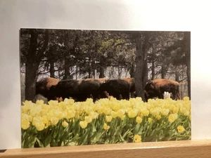 Buffalo Grazing & Tulips Blooming at Veldheer’s: Holland, MI - Vintage Postcard - Picture 1 of 3