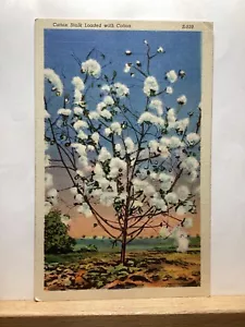Cotton Stalk Loaded with Cotton - Vintage  Postcard - Picture 1 of 3