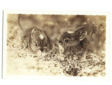 c1950s Rabbits Cannon Mountain Aerial Tramway Cute Animals RPPC Postcard