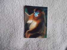 Cardz: San Diego Zoo 1993 "EURASIAN GOLDEN MONKEY" #1 Trading Card