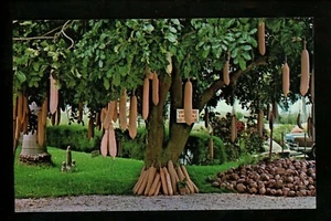 Tree postcard Sausage Tree Miami, Florida FL chrome - Picture 1 of 2