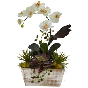 Orchid & Succulent Garden w/ White Wash Planter - Picture 1 of 1