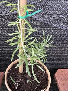 Schwarze Goji-Beerenpflanze lebend Steckling in Tasse mit Wurzeln - jetzt kaufen, verkaufen sie sich schnell - Bild 1 von 4