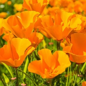 Giant Orange California Poppy Seeds | Sun Gold Poppies Garden Flower Seed 2025 - Picture 1 of 3