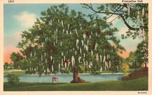 Evangeline Oak Picturesque View Big Tree Art Colortone Card Vintage Postcard - Picture 1 of 2