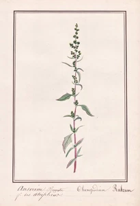 Rot-Gänsefuß Red Goosefoot Flower Botany Watercolour Drawing 1830 - Picture 1 of 1