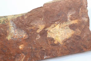 Panzerfisch, Bryantolepis sp., Devon, Bearthooth Butte, Wyoming, USA -i95 - Bild 1 von 4