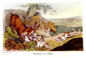 FOXHOUND DOGS INGLESES ATAQUE CIERVO ROJO CIERVO, CAZA ESTAMPADO ALKEN 1903 - Imagen 1 de 1