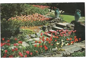 HOLLAND TULIP TIME In May Flowers Blooming Steps Michigan MI Postcard - Picture 1 of 2
