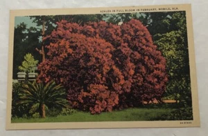 Azalea In Full Bloom In February, Mobile, Alabama. Postcard (V2) - Picture 1 of 2