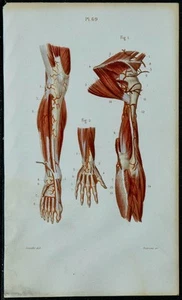 1852 - Board Anatomy Angéiologie: Arteries of The Leg And Of Foot - Medicine - Foto 1 di 3