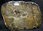 Agate Forêt de Haguenau 9x6.5cm Bas Rhin France mineral collection pierre rare