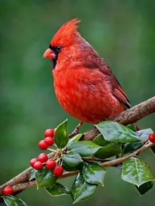 NEEDLEPOINT Canvas 14 or 18 count_ Needlepoint's, cardinal, red bird - Picture 1 of 1