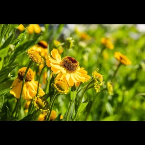 Helenium x cult.'Rauchtopas' - Garten-Sonnenbraut 'Rauchtopas' - 11cm Topf - Bild 1 von 2