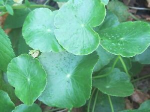 5 Brazilian Pennywort - Hydrocotyle leucocephala Live Aquarium Plants Water Ivy