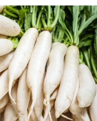 Daikon Radish Seeds 200+ Ct Japanese Minowase  NON-GMO USA FREE SHIPPING - Image 1 of 4