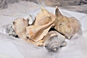 Muscheln zum Ausstellen oder Basteln 1,5 lb - Bild 1 von 9