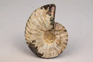 Ammonite Cleoniceras entière une face brut et une polie 73mm amonite fossile - Picture 1 of 5