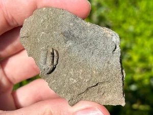 Schottland Fossil Trilobit Paraproetus girvanensis Ashgill Seestern Beete Käfer RAR - Bild 1 von 12