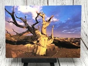 Twisted Forest Dixie National Forest Utah Unposted Postcard - Picture 1 of 4
